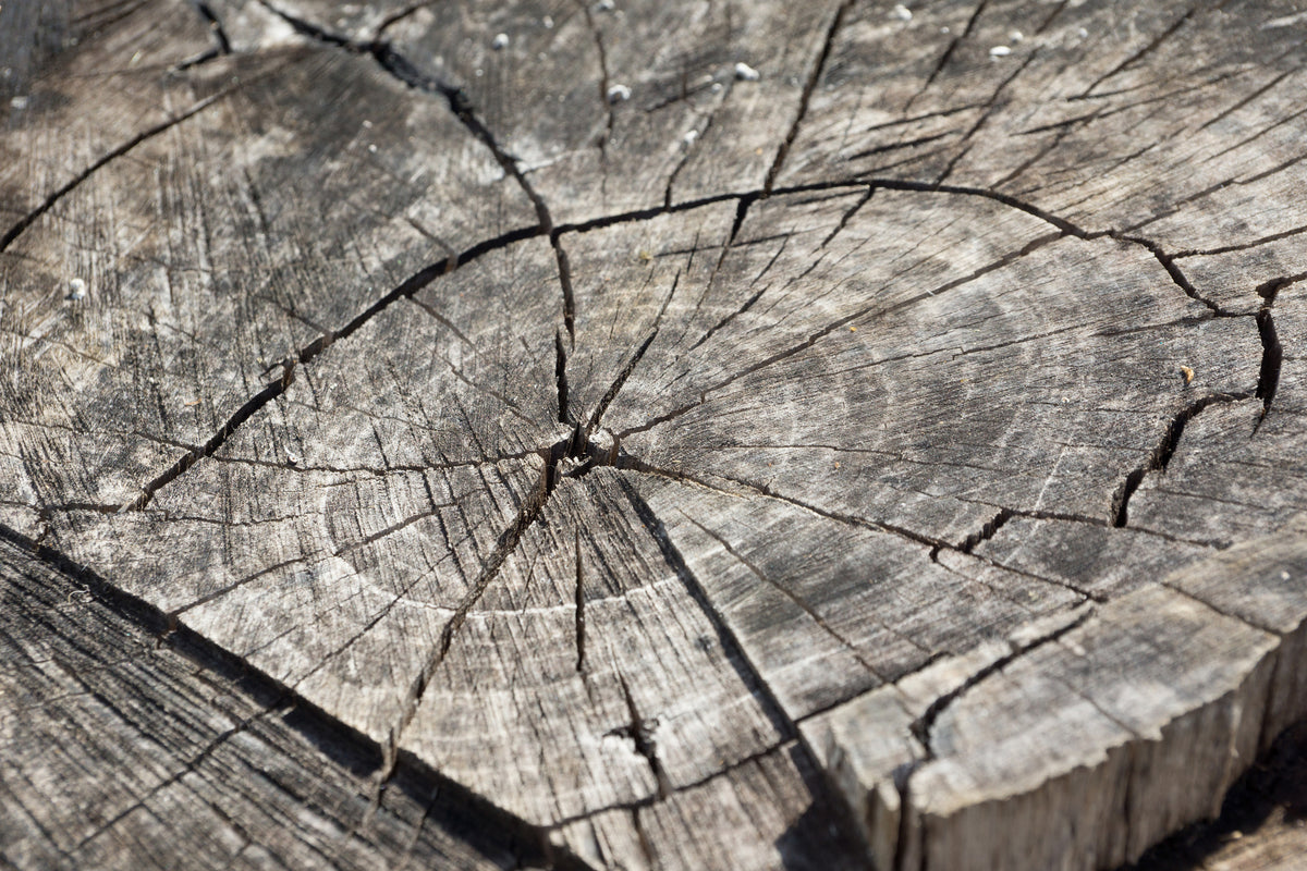poster-print-the-tree-rings