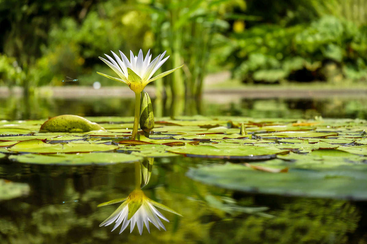 3-piece-acrylic-print-water-lily-in-nature