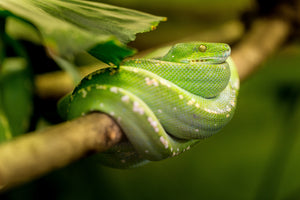 3-piece-canvas-print-green-snake