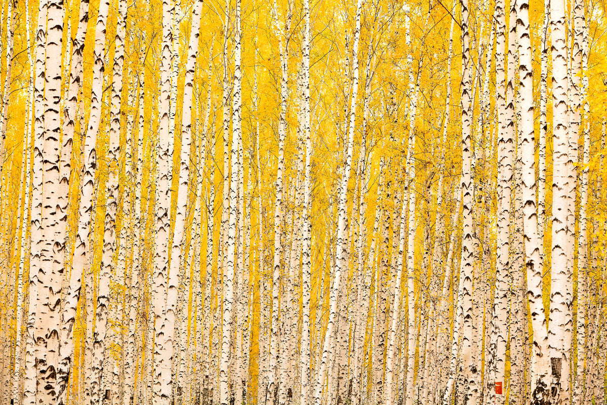 3-piece-acrylic-print-the-birch-forest-in-autumn