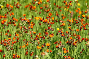 poster-print-hawkweeds