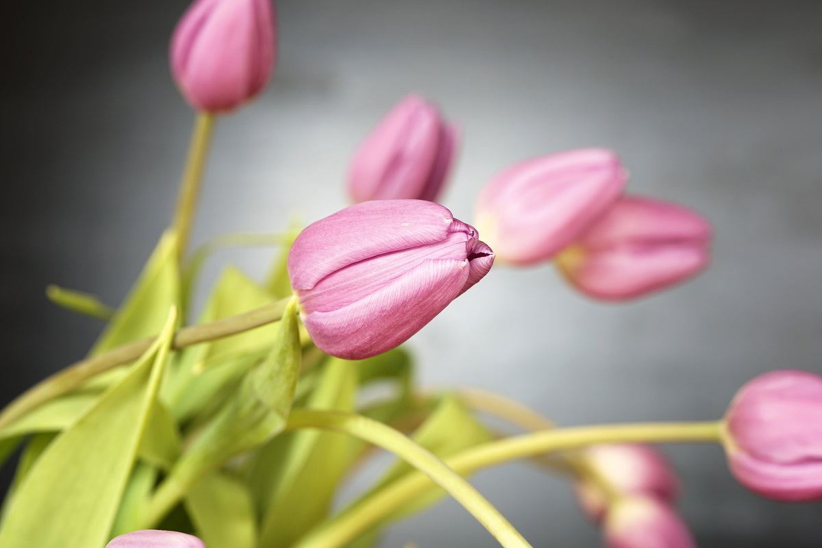 framedcanvas-print-the-tulip-bouquet-in-pink