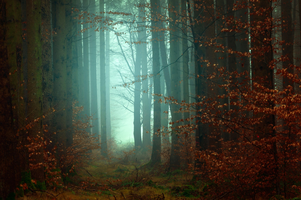 poster-print-mood-in-the-forest