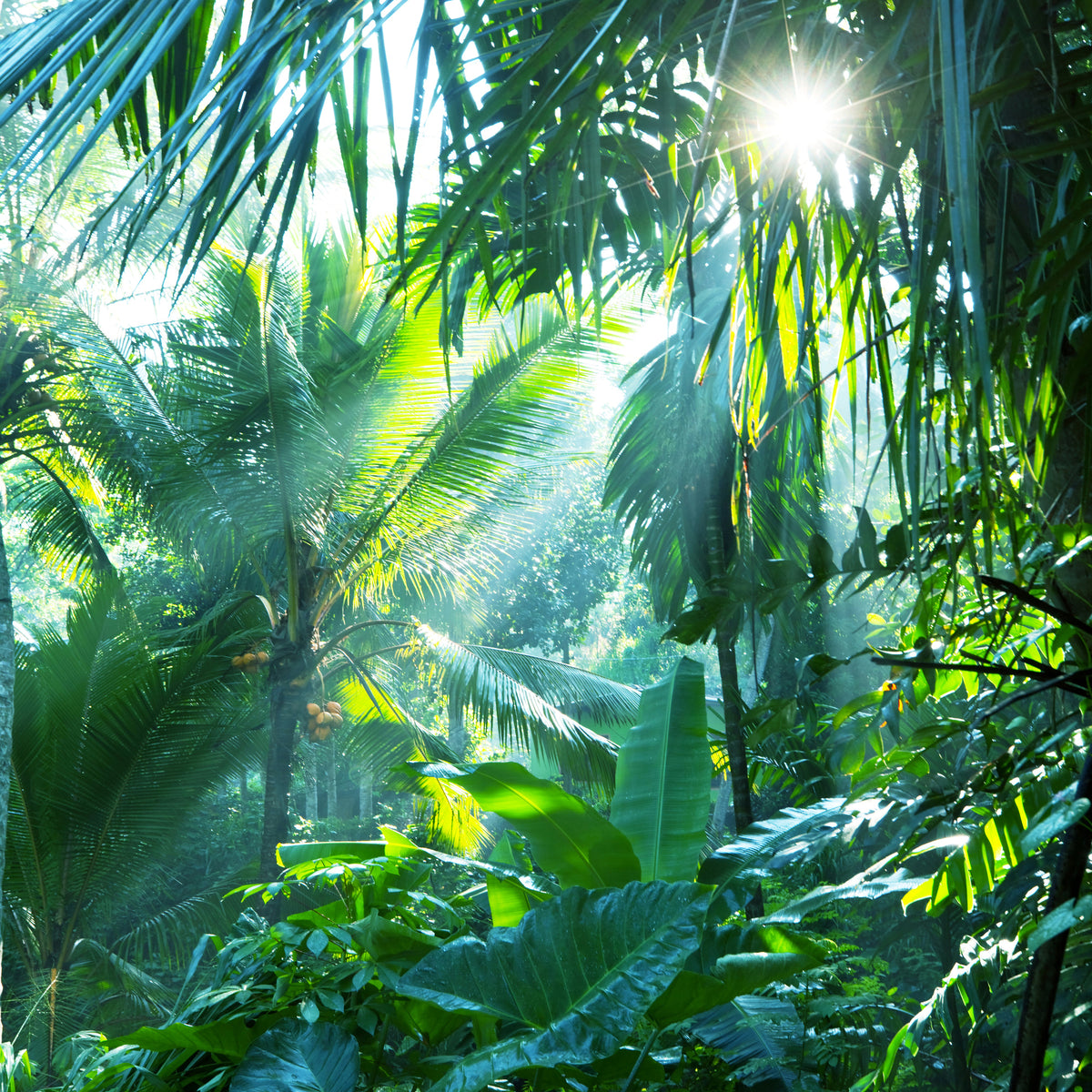 acrylic-print-in-tropical-forest