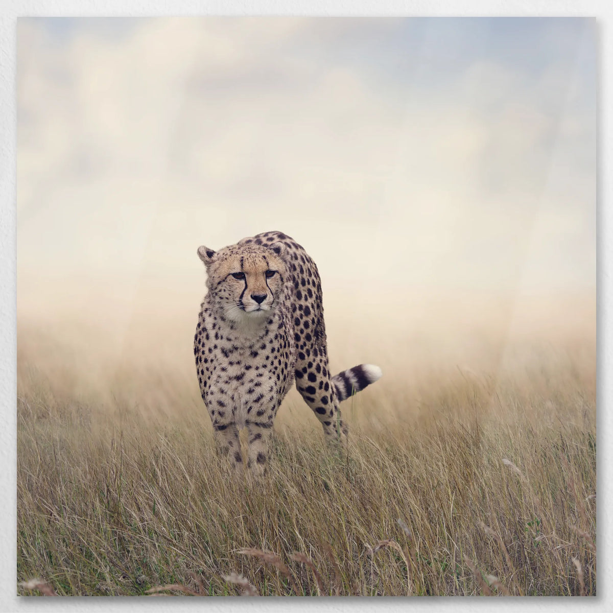 AL-080W080