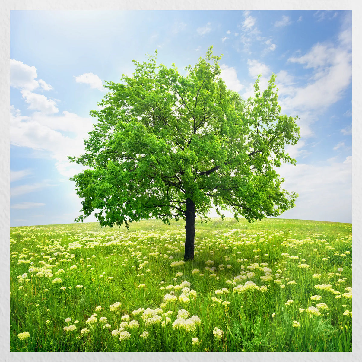 PO-060W060