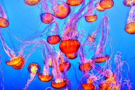 Fische