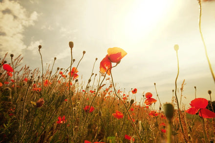 Blumen