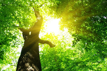 Baum